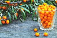 Unlocking the Potential of Sea Buckthorn: The RIA4FOOD Project
